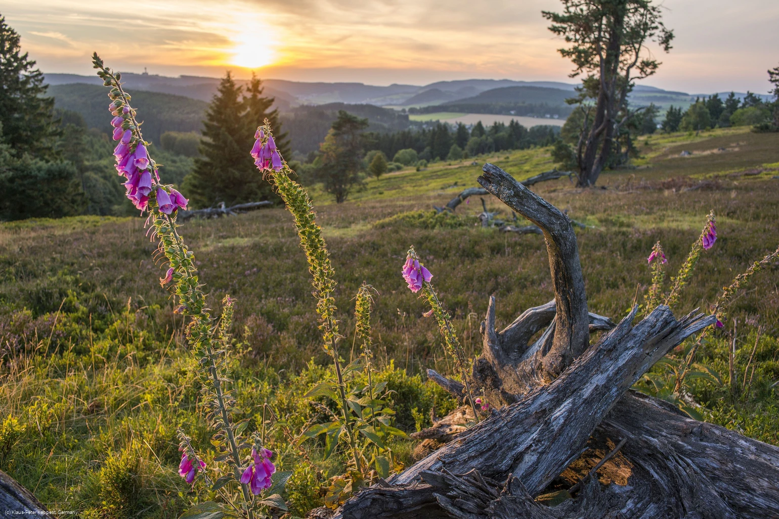 heidelandschaft-willingen-klaus-peter-kappest-c_-sauerland-wanderdoerfer.jpg