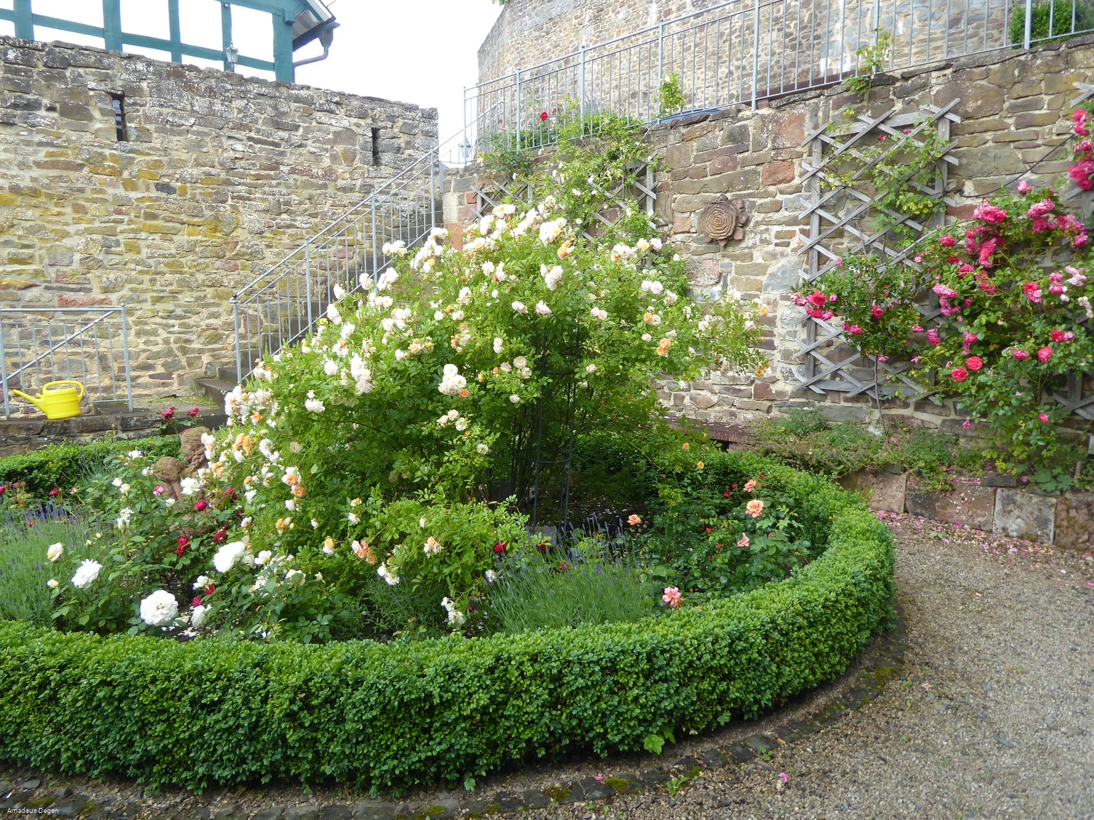 Rosengarten in Battenberg (Eder)