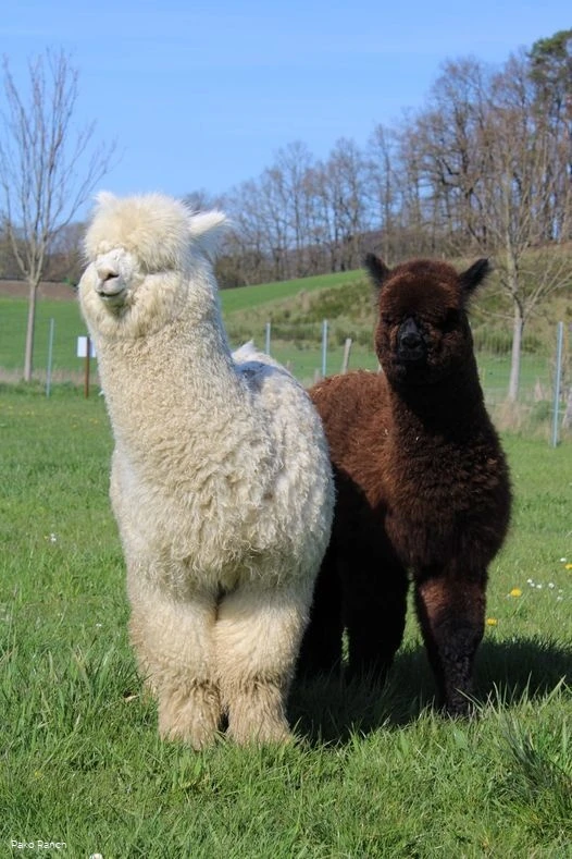 Alpaka Jupp Alpaka Jupp