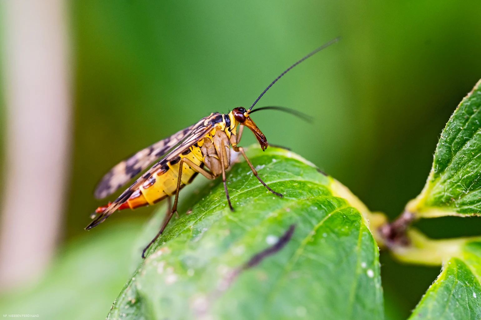 2026-01-15 Rathausausstellung Ferdinand Niessen Wendland  028 Skorpionfliege@F. Niessen.jpg