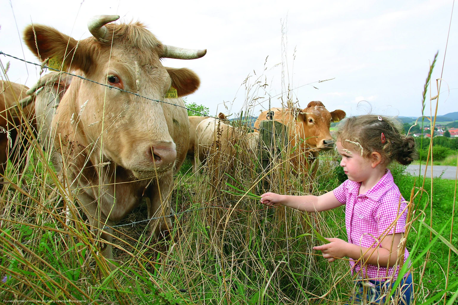 kinder-kuh c) wolfgang-detemple- tourist-information-willingen.jpg