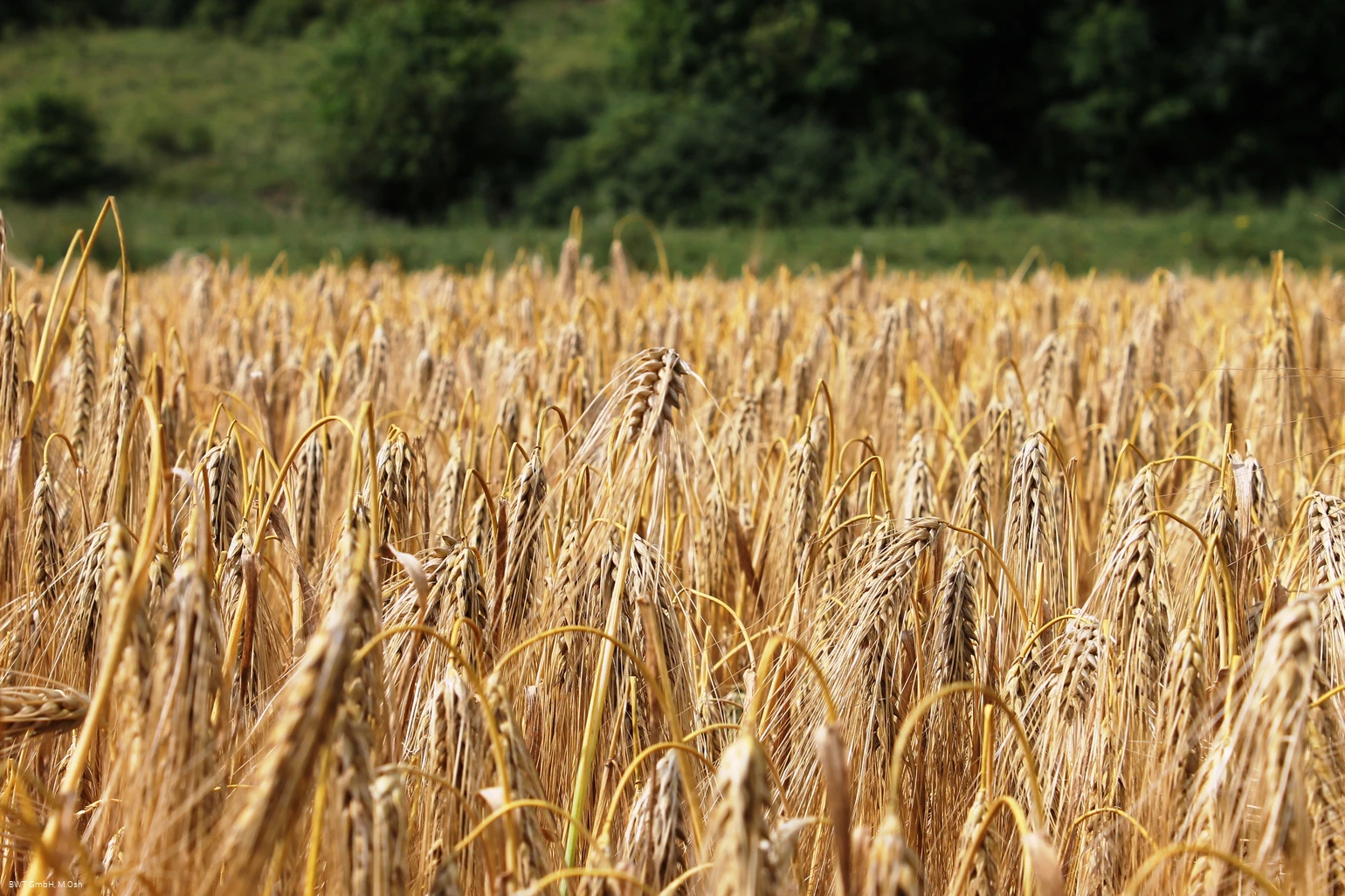 Feld DA.jpg