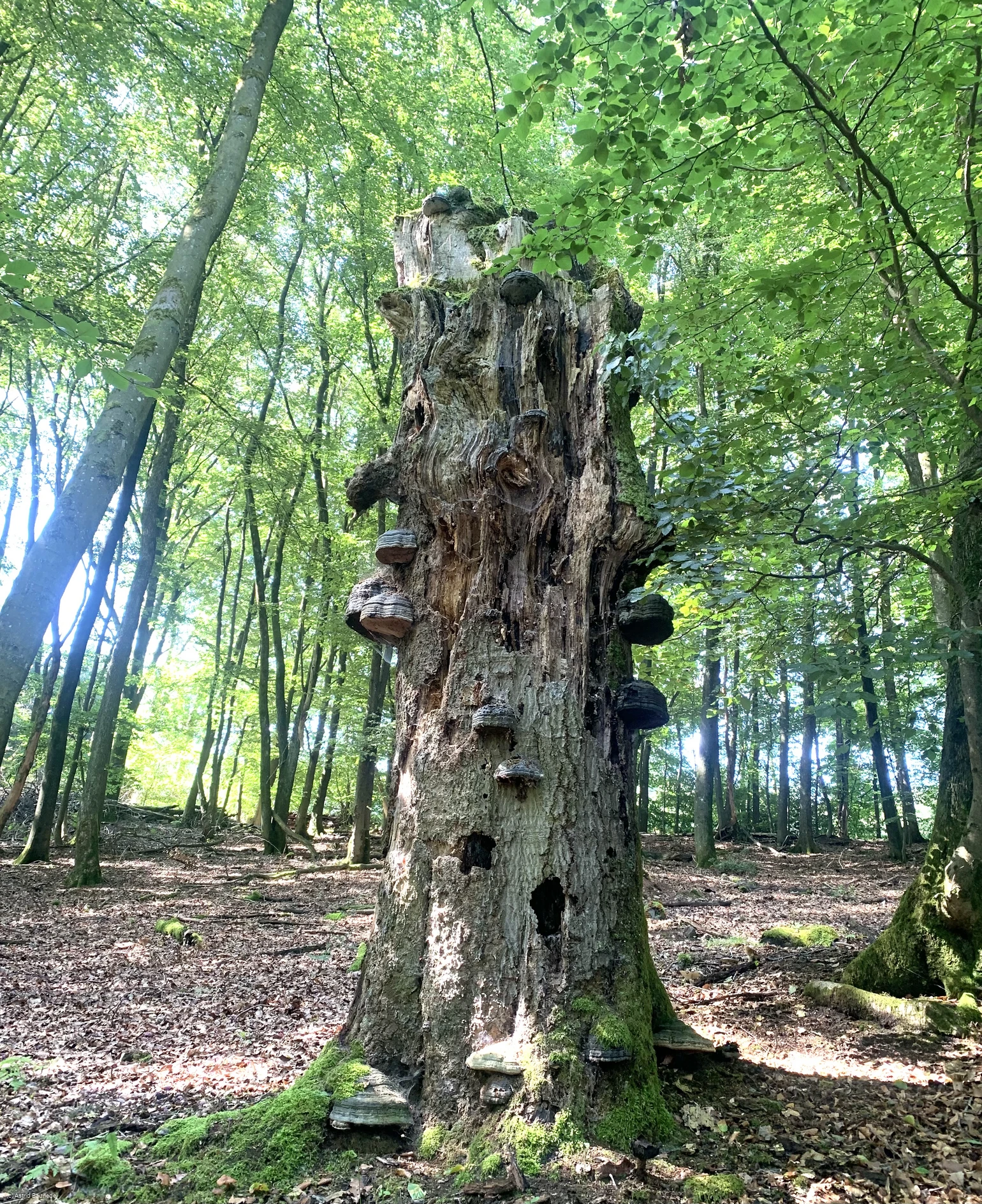 Totholz (c) Astrid Bauriedel.jpeg