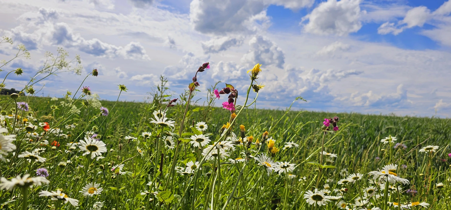 20240526_151034.jpg 20240526_151034.jpg