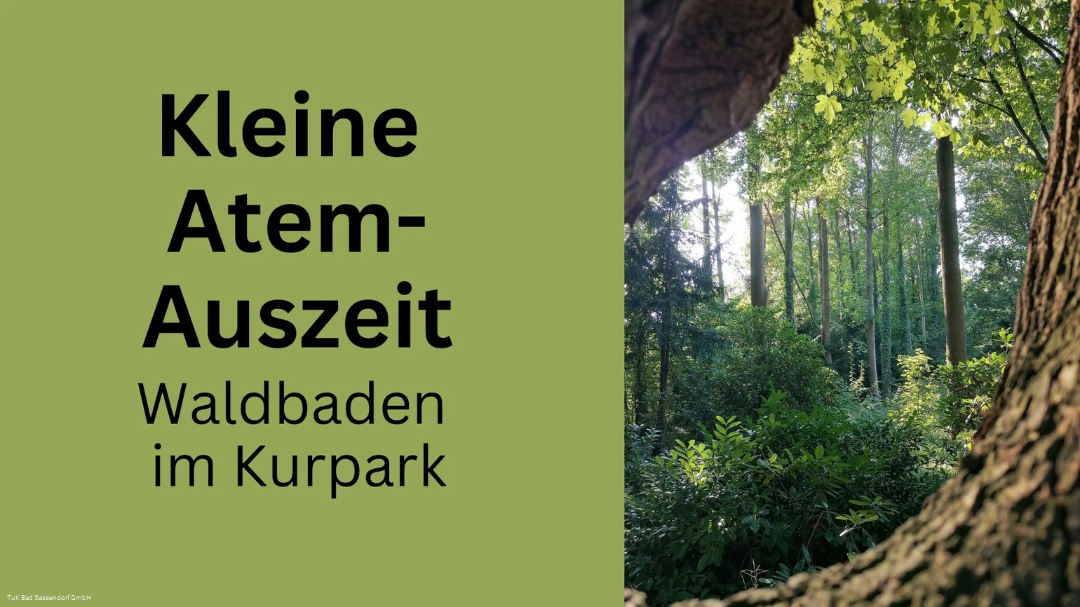 Kleine Atem-Auszeit (Waldbaden im Kurpark Bad Sassendorf)