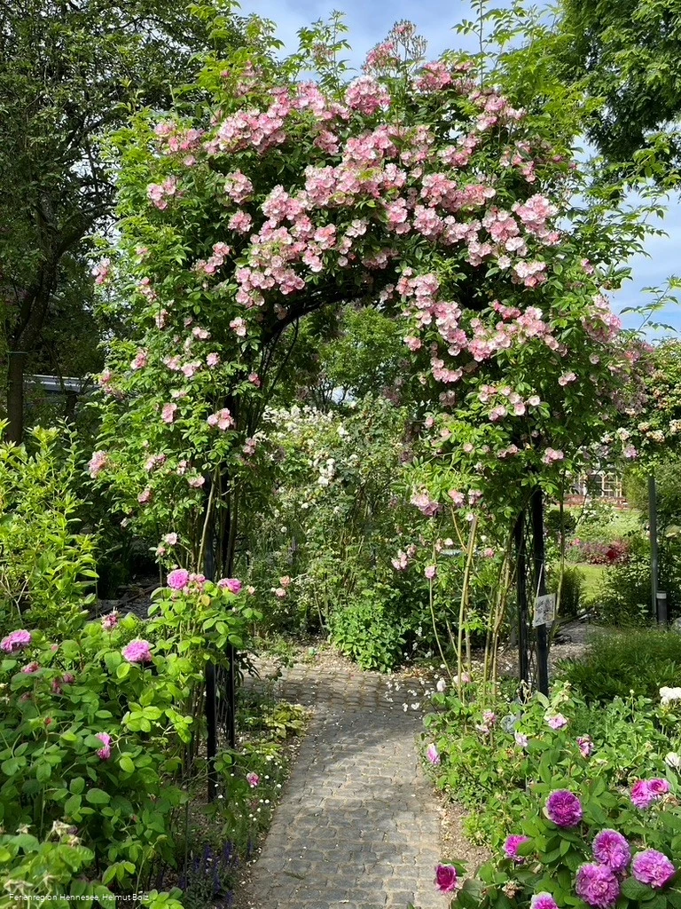 Offener-Rosengarten-Bolz