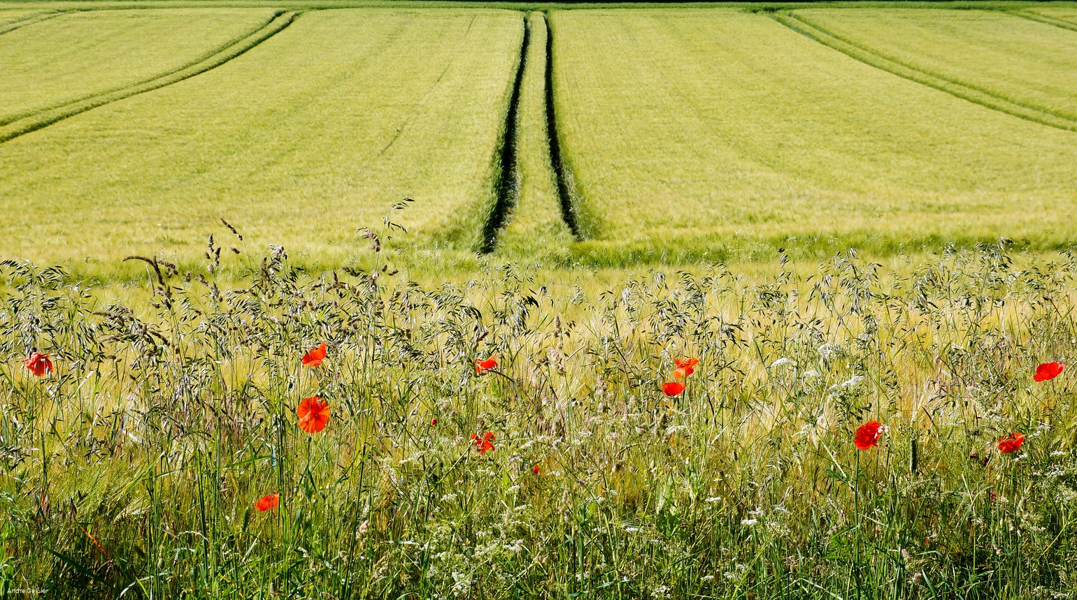 Blütenpracht-Mohn_33.JPG