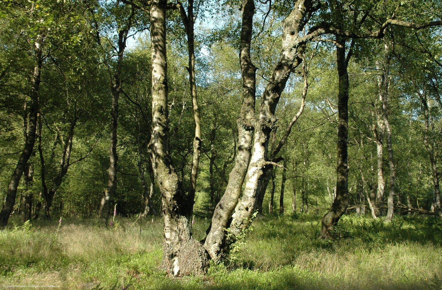Karpaten-Moorbirken im Naturschutzgebiet Jaegers Weinberg