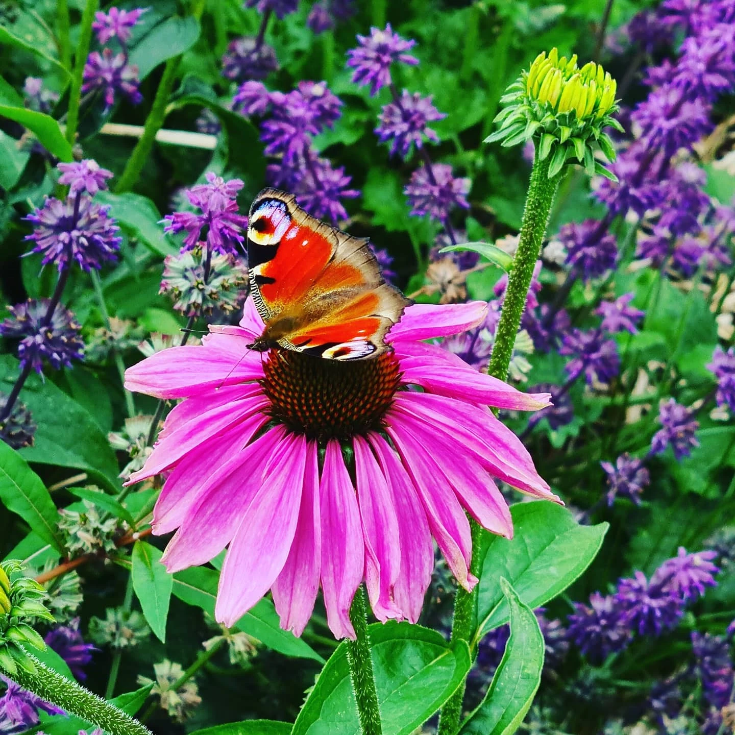 Spiritueller_Sommer_Schmetterling.jpg