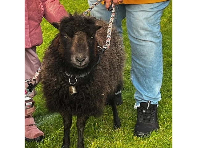 Hof Huxhardt - Schafspaziergänge Hof Huxhardt - Schafspaziergänge