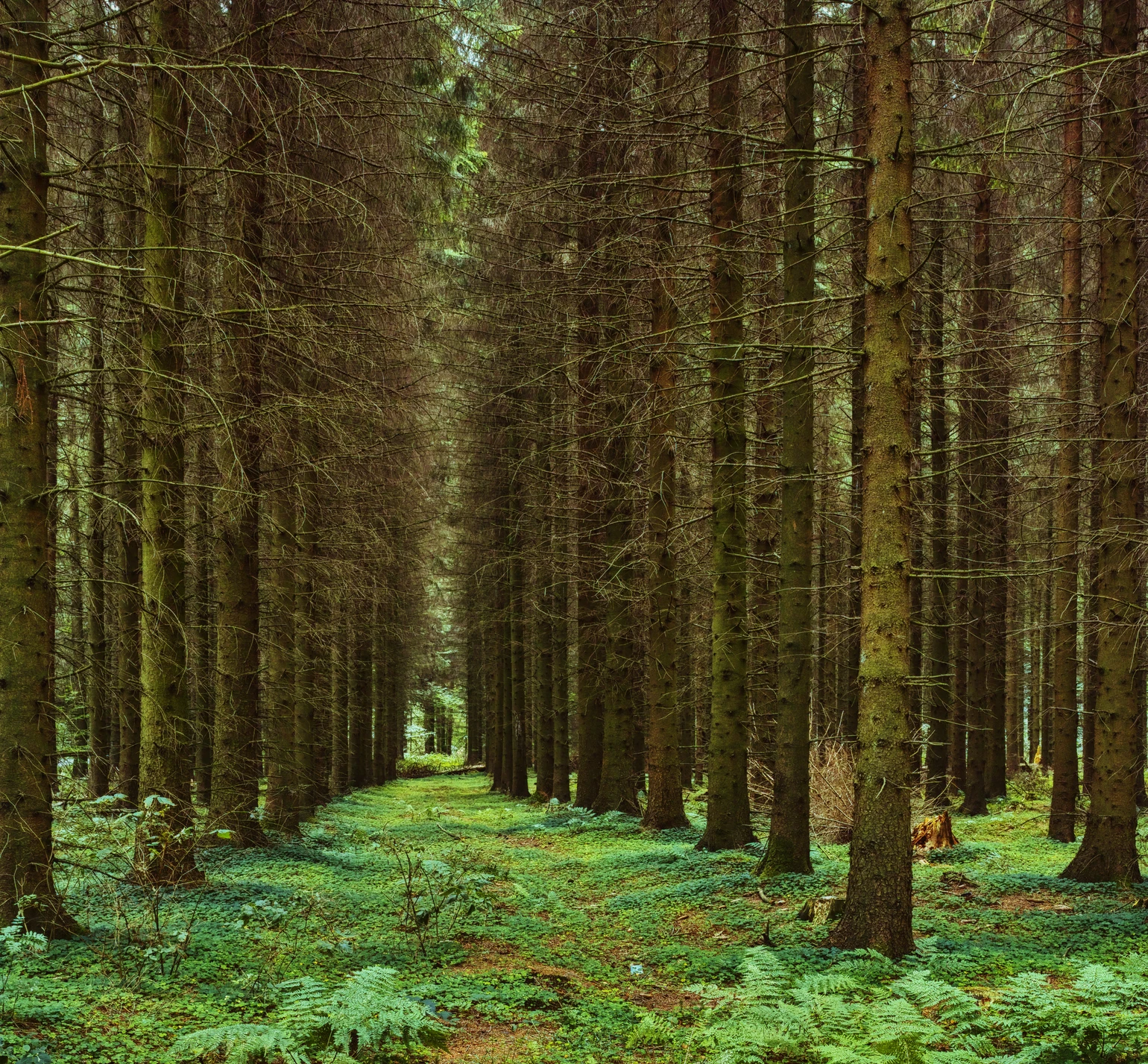 hardwood-forest-tree-hardwood-forest-uncultivated-2023-11-27-05-18-02-utc.jpg