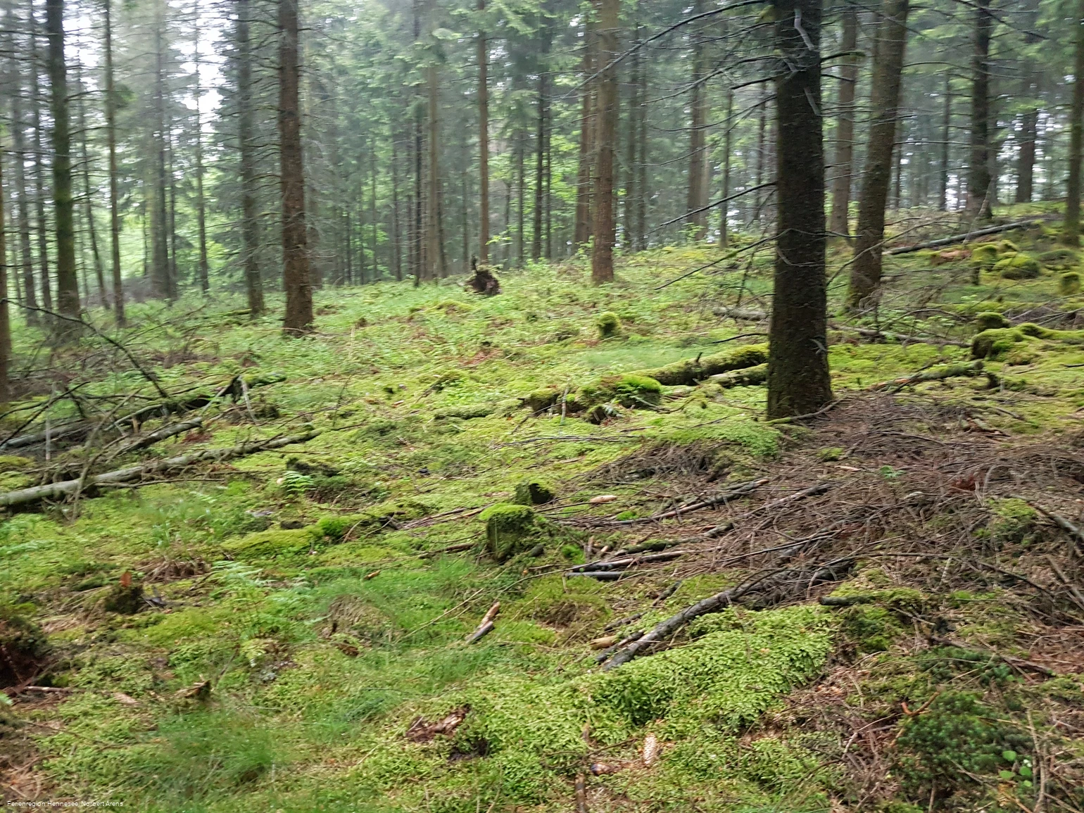 Wald bei Nuttlar Evenkopfhütte