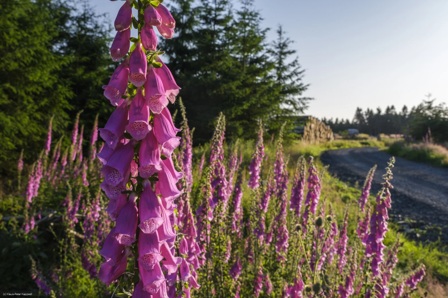 Fingerhutbluete am Rothaarsteig nahe Jagdhaus