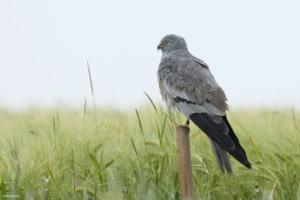 Wiesenweihe Wiesenweihe