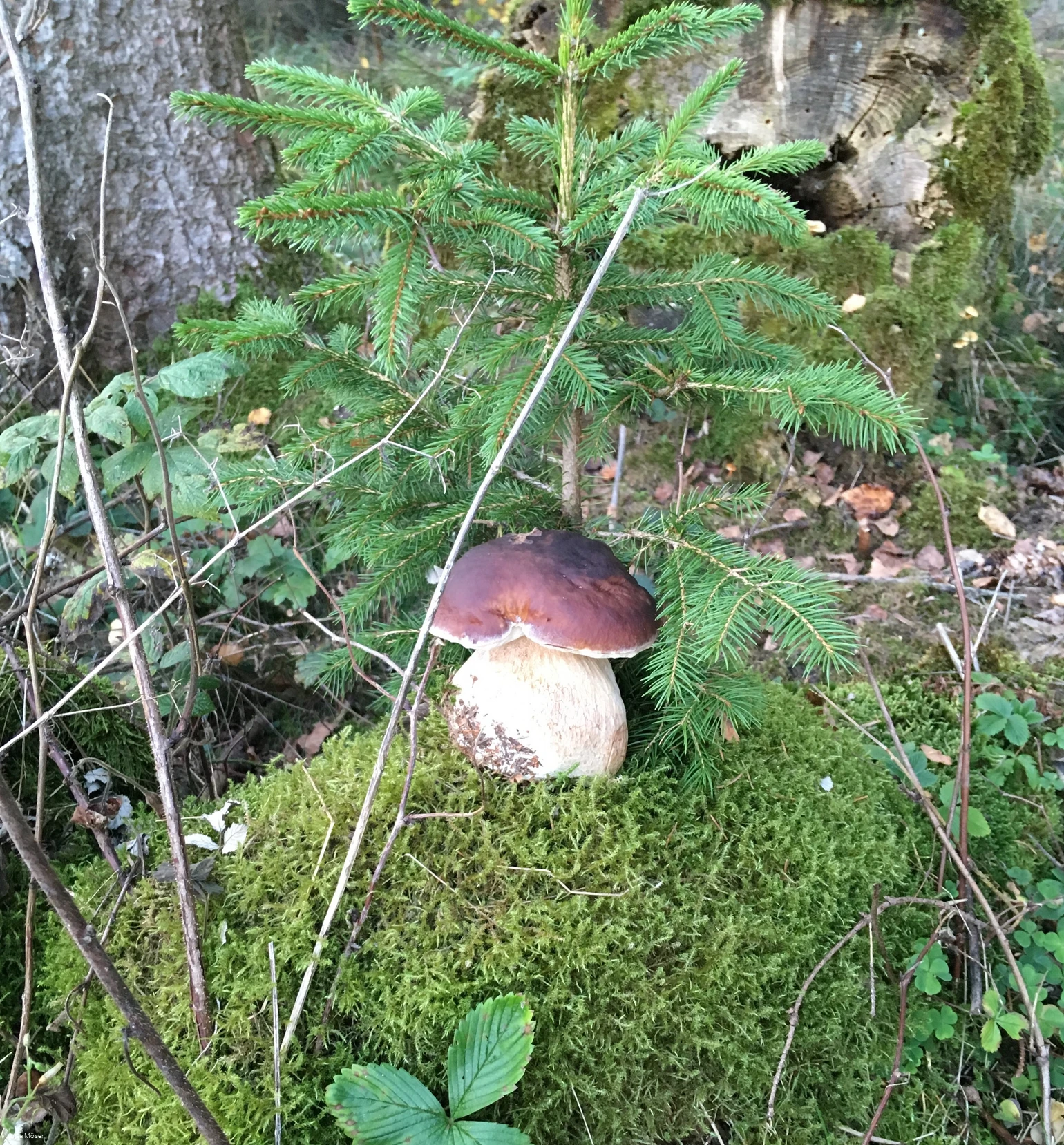 Pilzwanderung Oberhundem©Tourist-Information Lennestadt & Kirchhundem .jpg Pilzwanderung Oberhundem©Tourist-Information Lennestadt & Kirchhundem .jpg