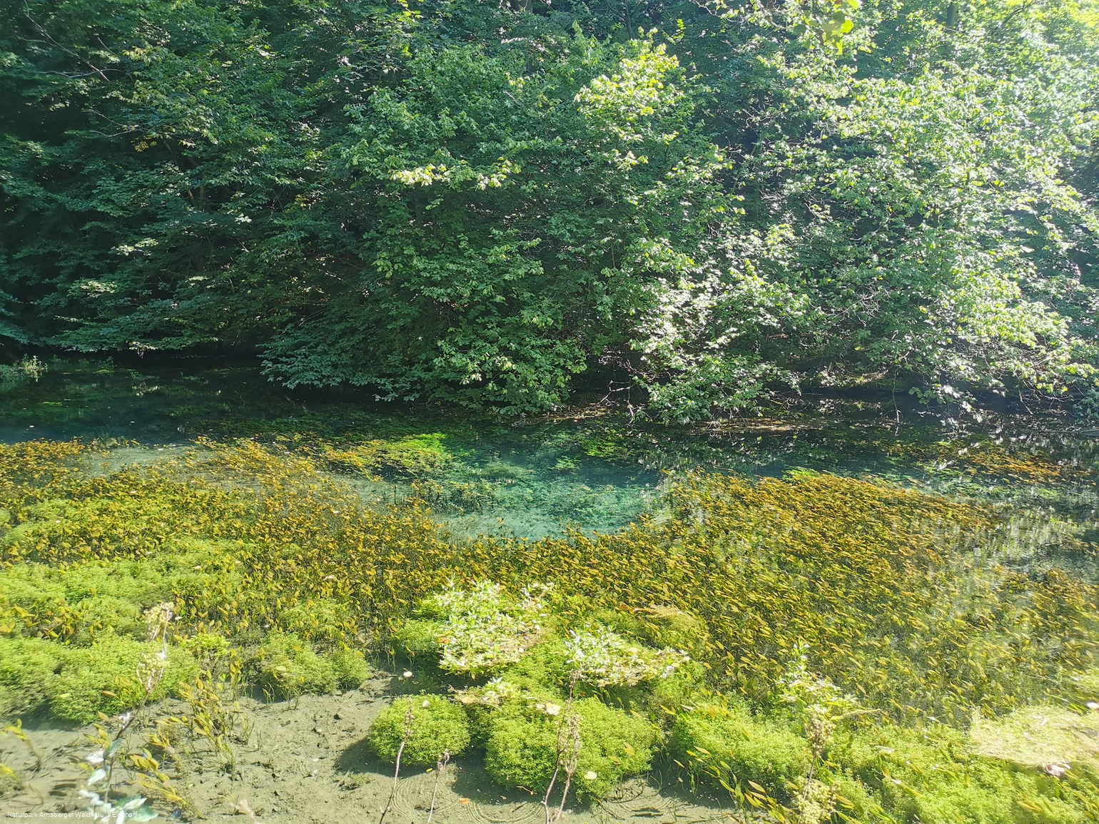 Die Almequellen bei Brilon Alme - Sauerland-Waldroute