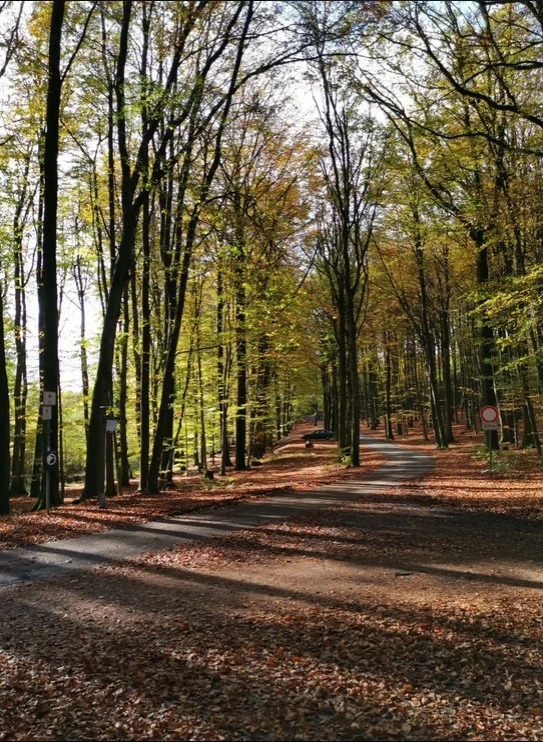 Dörnschlader Wald