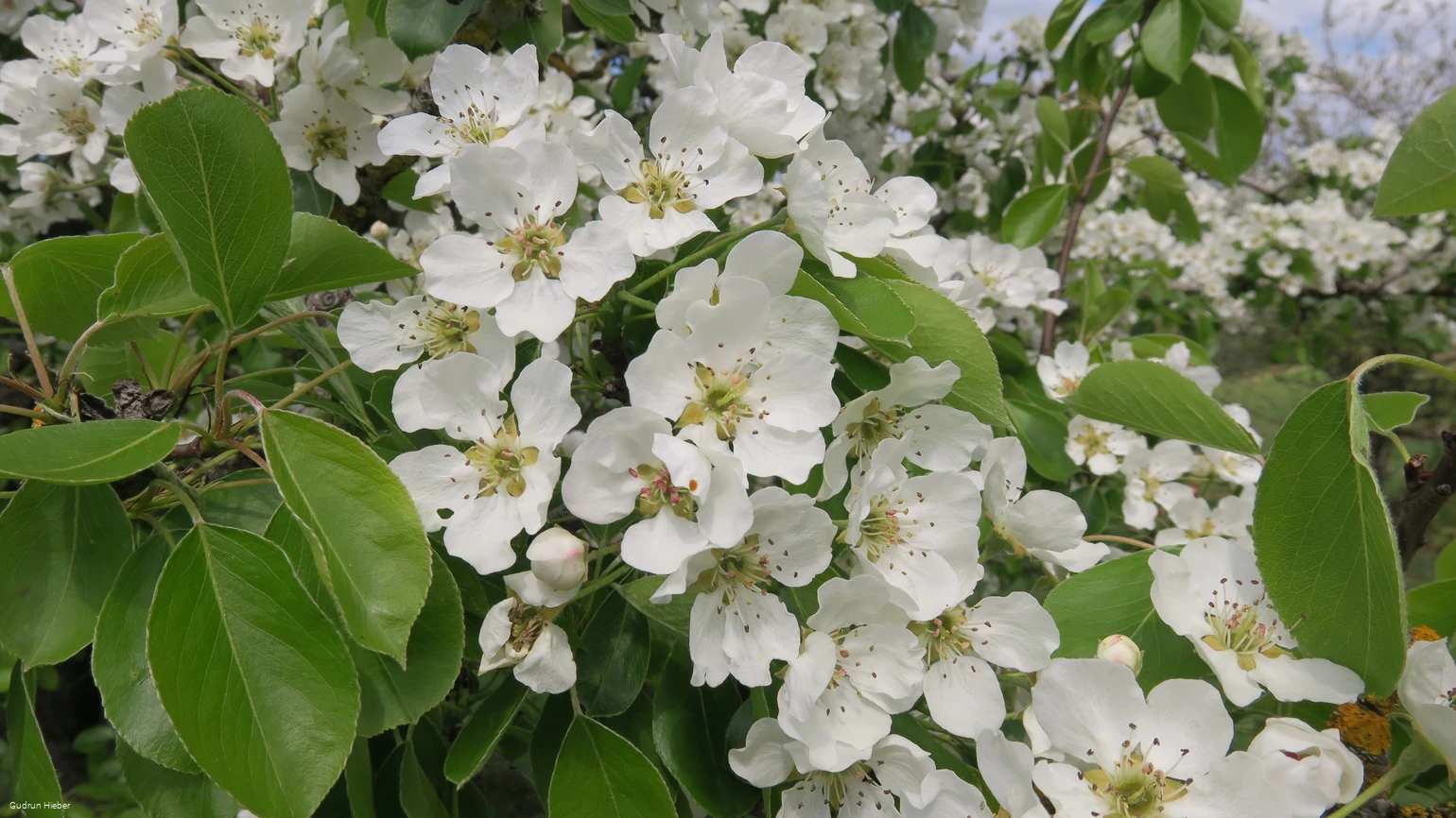 Frühlingsspaziergang Gudrun (002).JPG