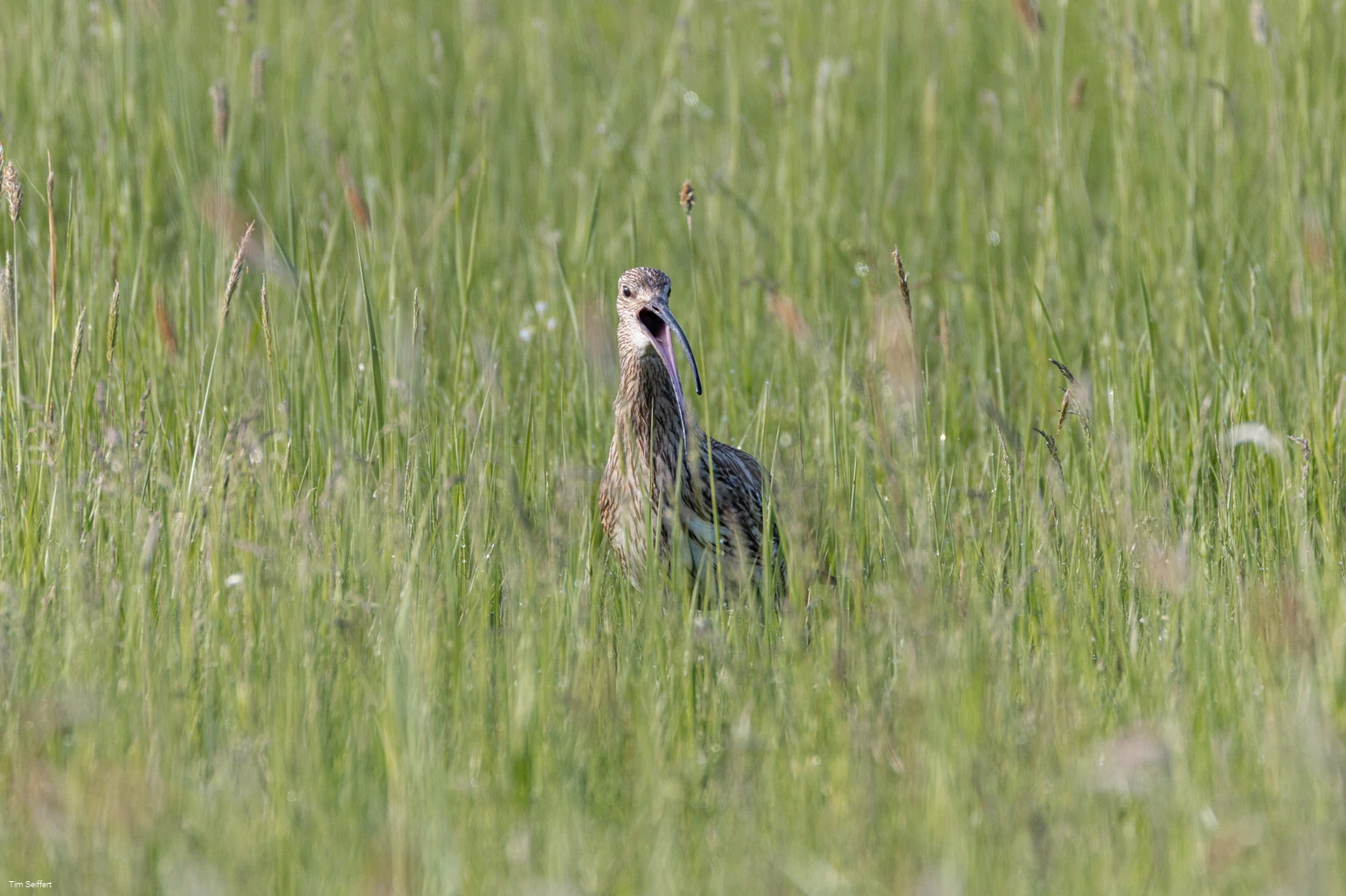 Großer Brachvogel (c) Tim Seiffert.jpeg Großer Brachvogel (c) Tim Seiffert.jpeg
