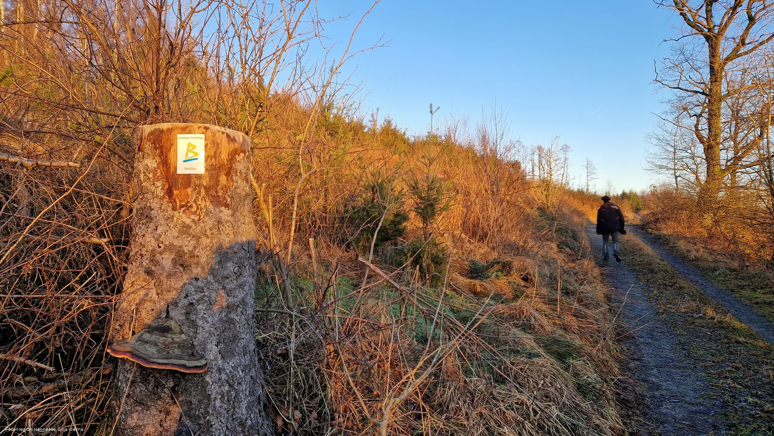 BestWeg Nuttlar Suhrenberg