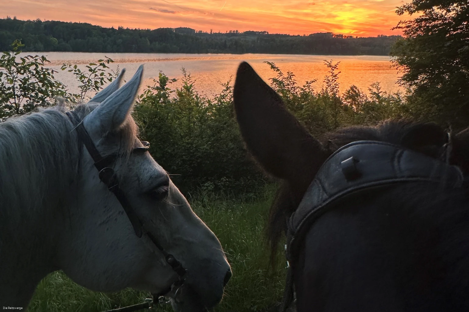 Reitzwerge Sonnenuntergang.jpg Reitzwerge Sonnenuntergang.jpg