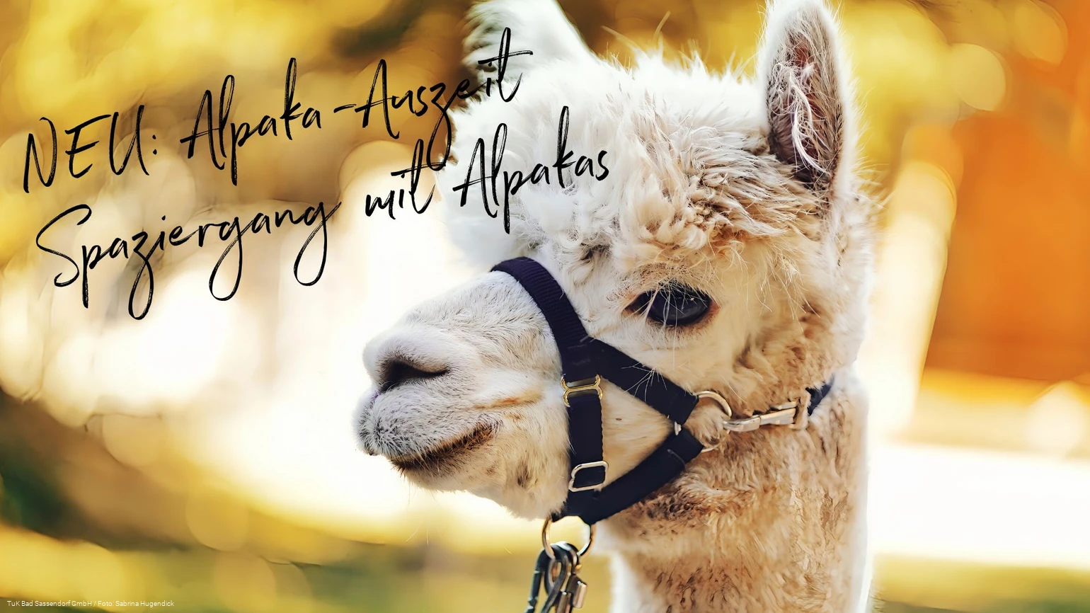 Alpaka-Spaziergang im Kurpark Bad Sassendorf Alpaka-Spaziergang im Kurpark Bad Sassendorf