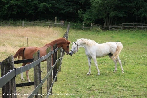 zwei Pferde zwei Pferde