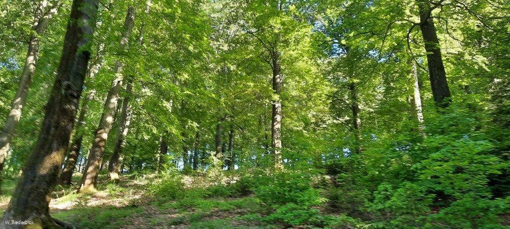 Waldbaden-Buchenwald Frühjahr (Foto W.Biederbick).jpg
