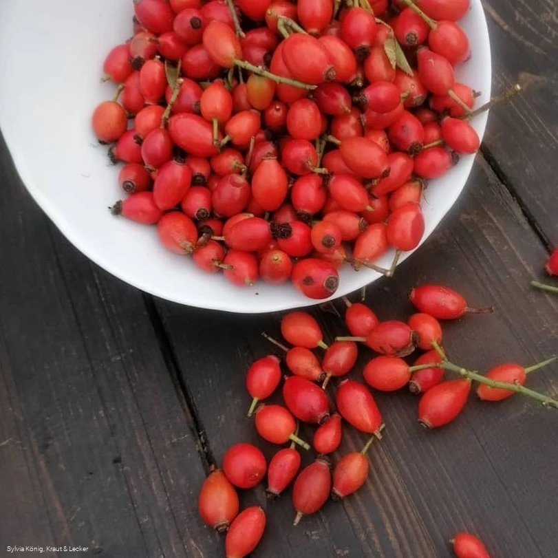 Rose_2©Kraut & Lecker.jpg