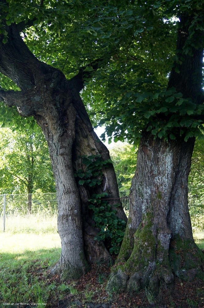 Die alte Gerichtslinde in Kierspe
