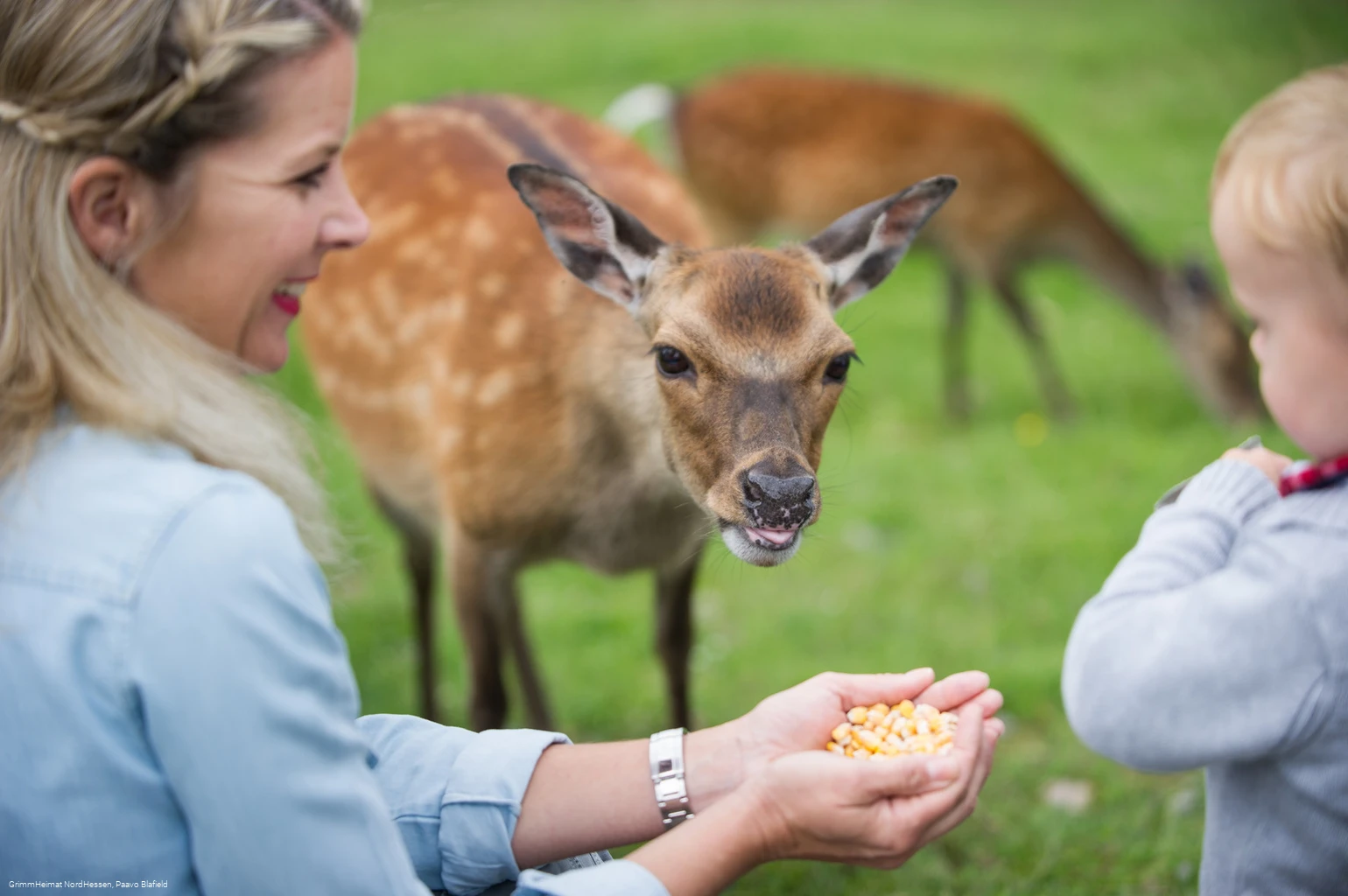 Wildpark Frankenberg (Eder)