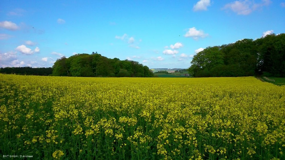 Feld