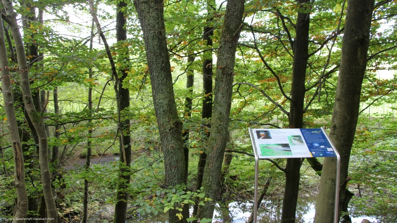 Infotafel 13 am Gewässerpfad Orke