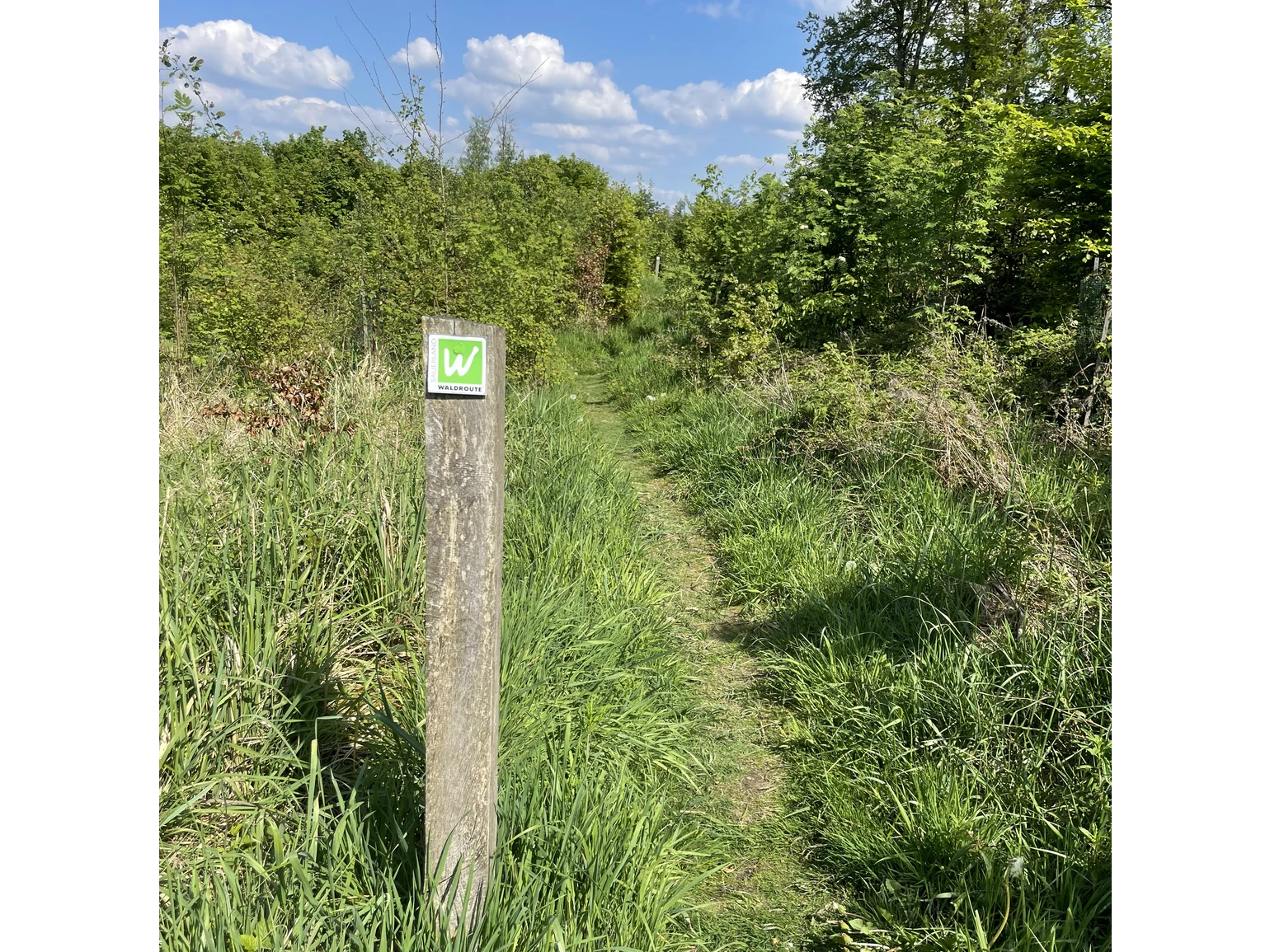 Naturpfad Sauerland-Waldroute