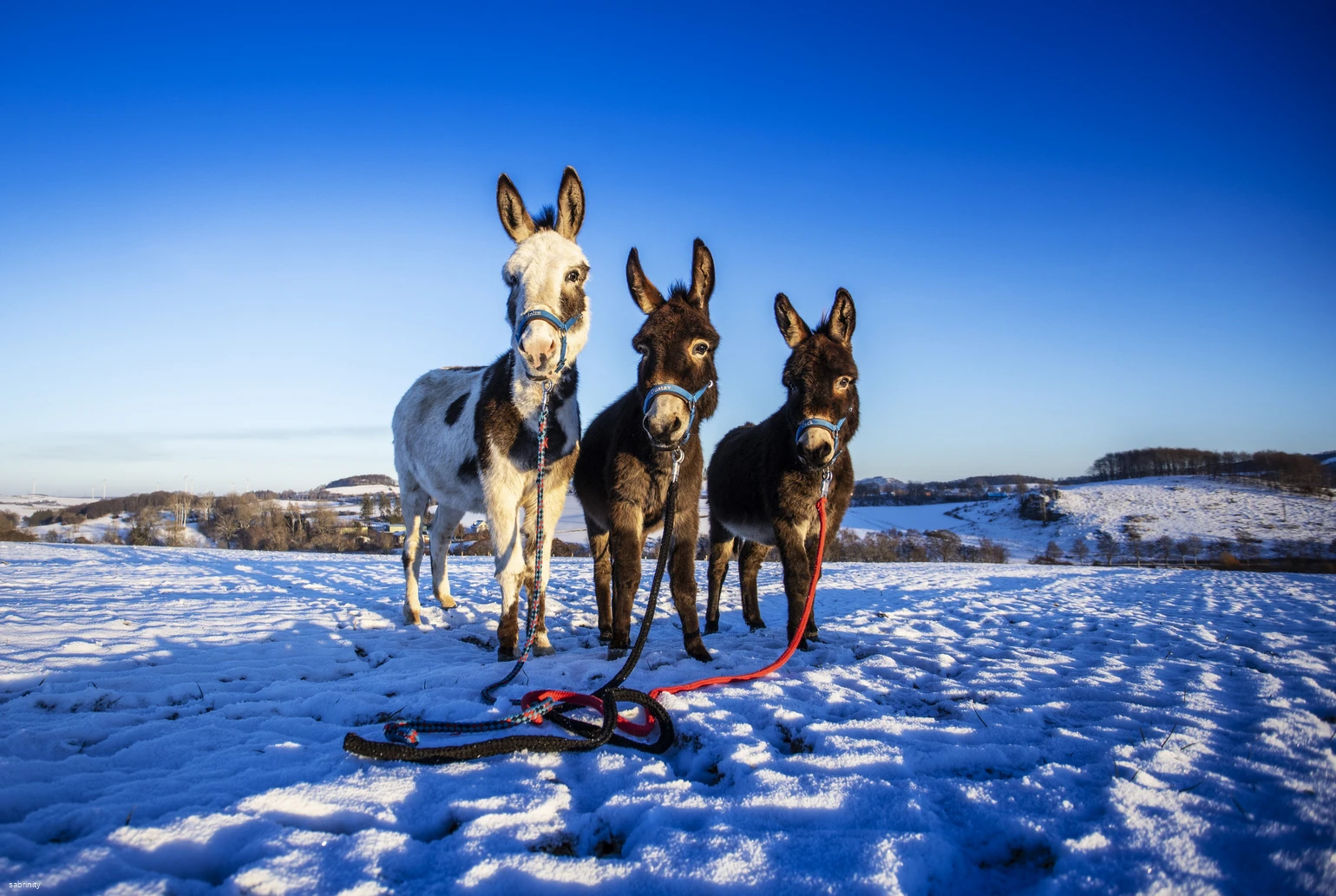 Stadtführungen 3 Eselschule@Heimatbund Brilon - Semper Idem e.V., sabrinty.jpg