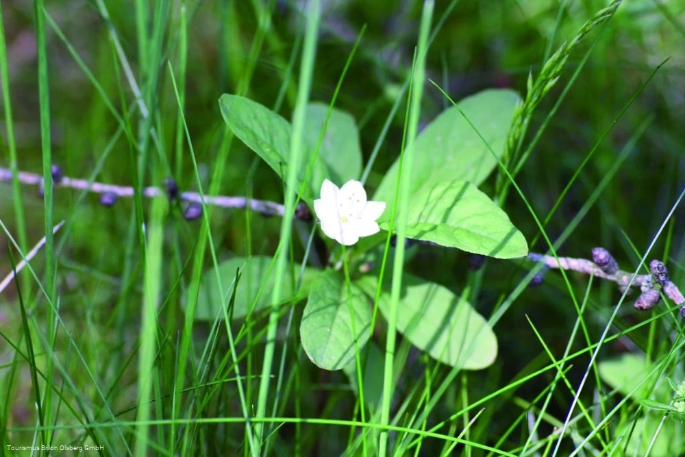 Siebenstern am barrierearmen Wanderweg