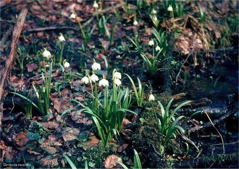 Blühendes Märzenbecher