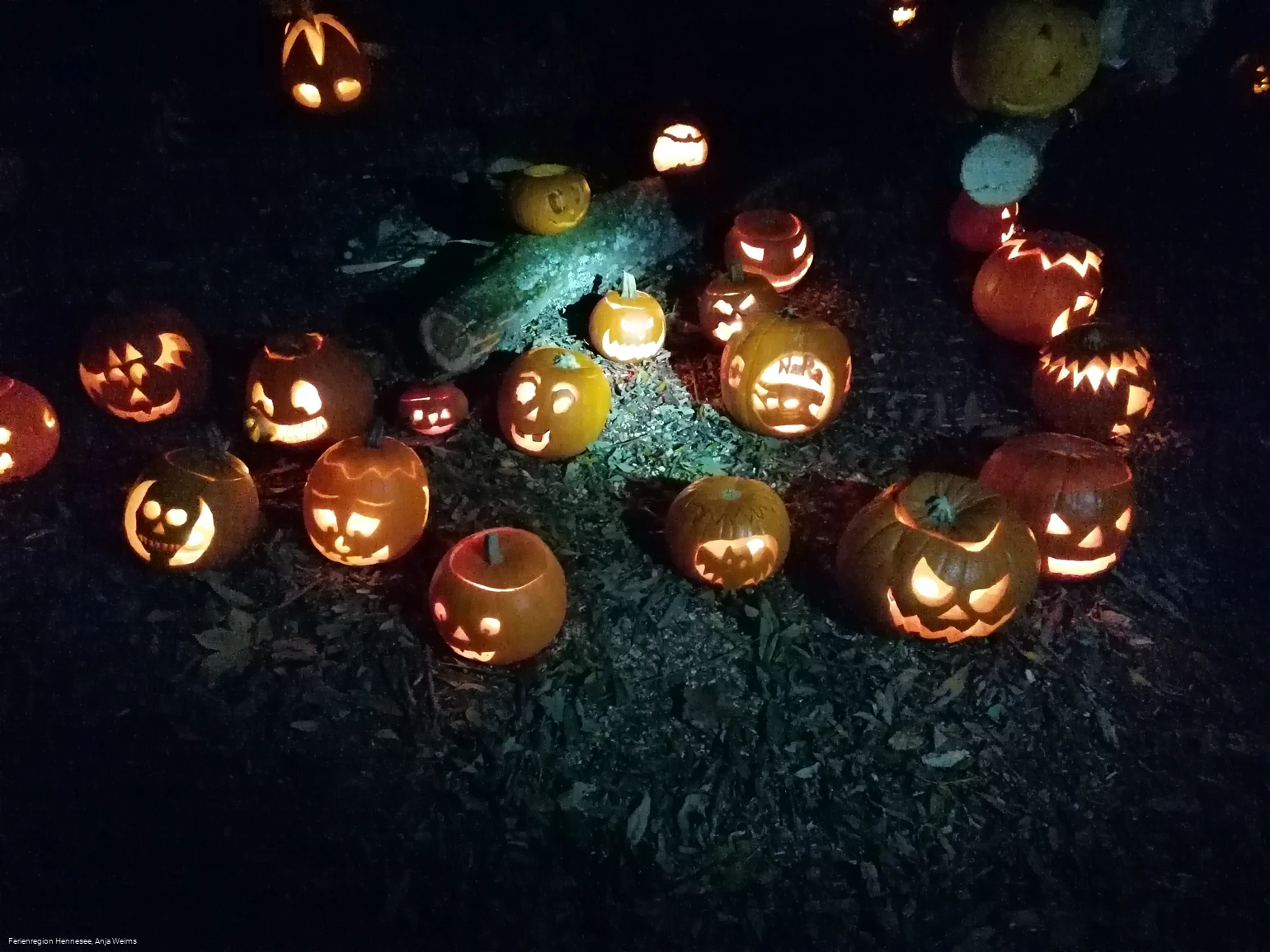 Kürbisleuchten NaturRanger e.V.