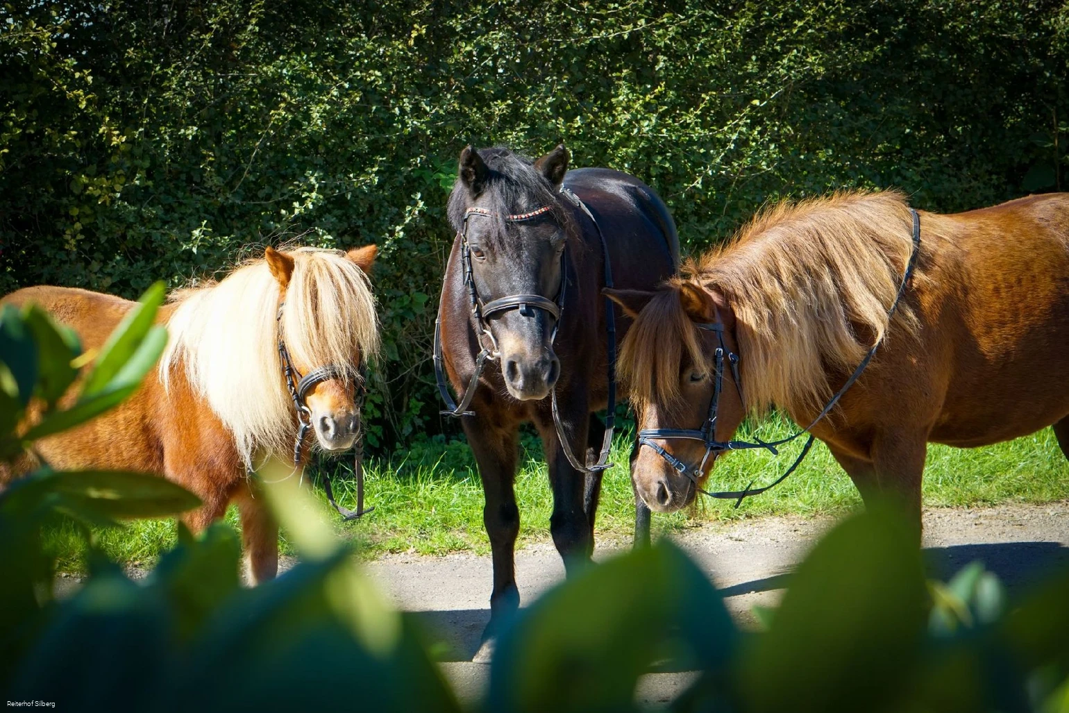 Bild Pferde©Reiterhof Silberg.jpg