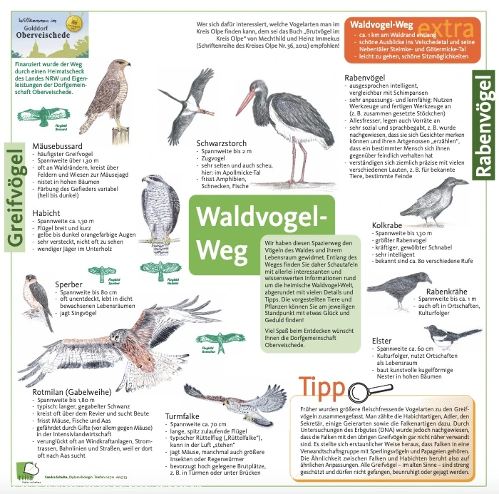 Waldvogelweg Oberveischede