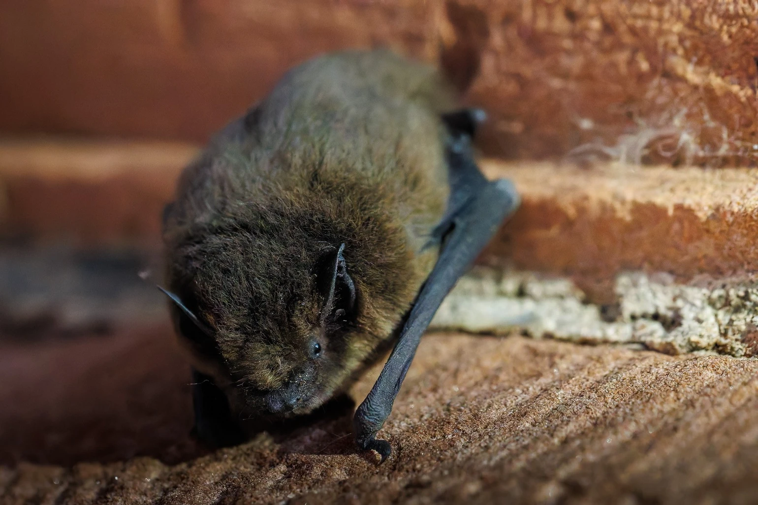 Zwergfledermaus1_(c)_MarvinKrampe.jpg