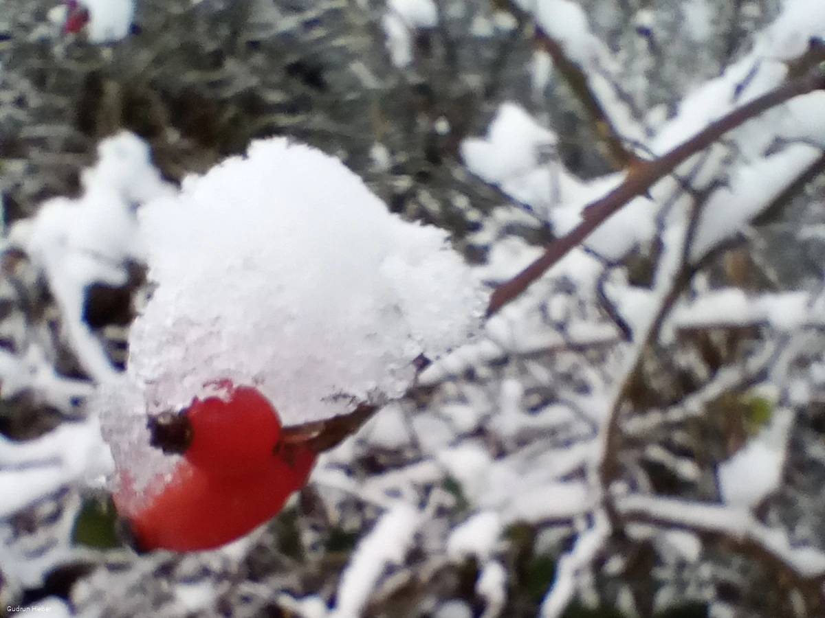 Naturspaziergang Gudrun.jpg