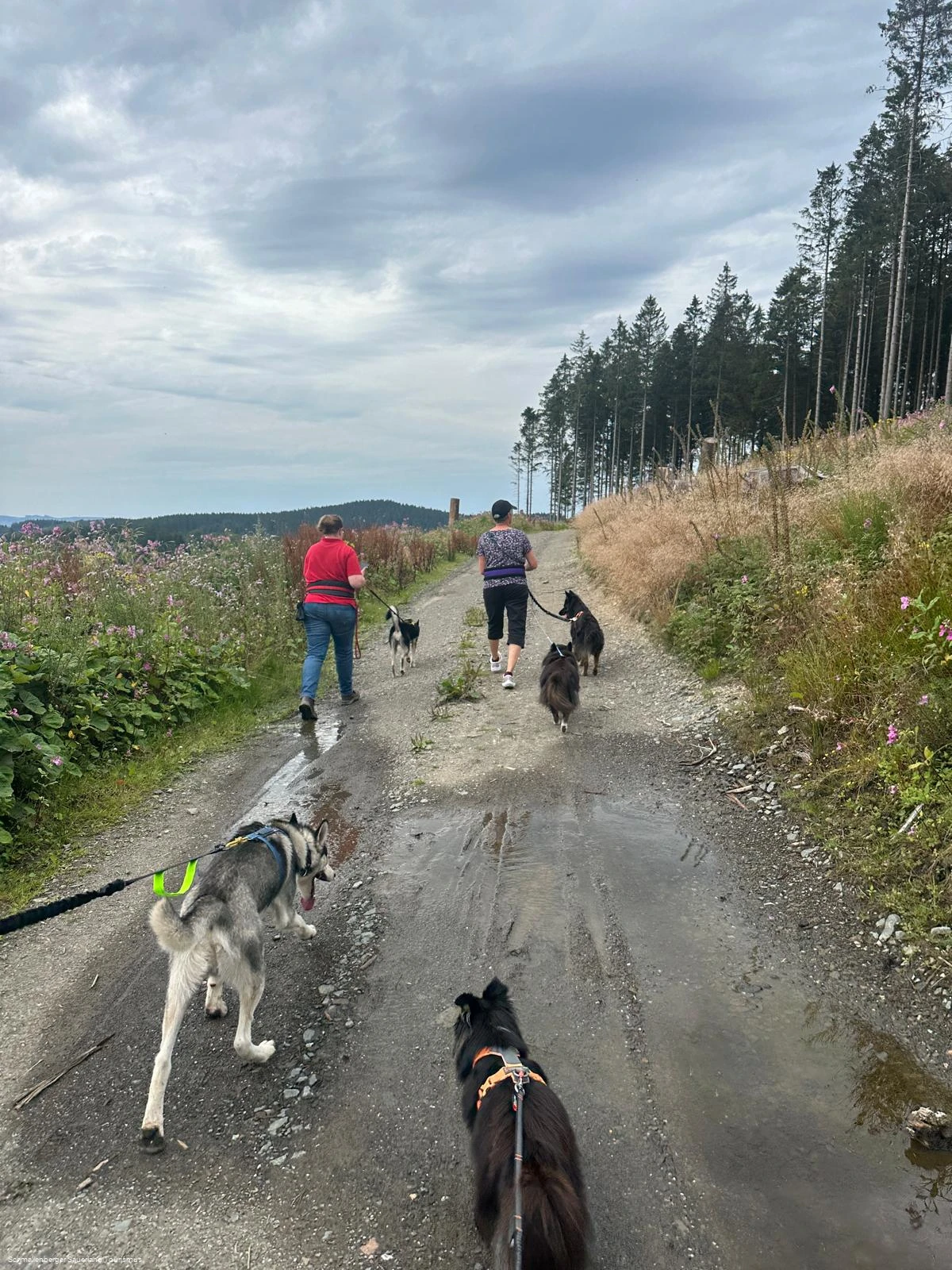 Husky Trekking Husky Trekking