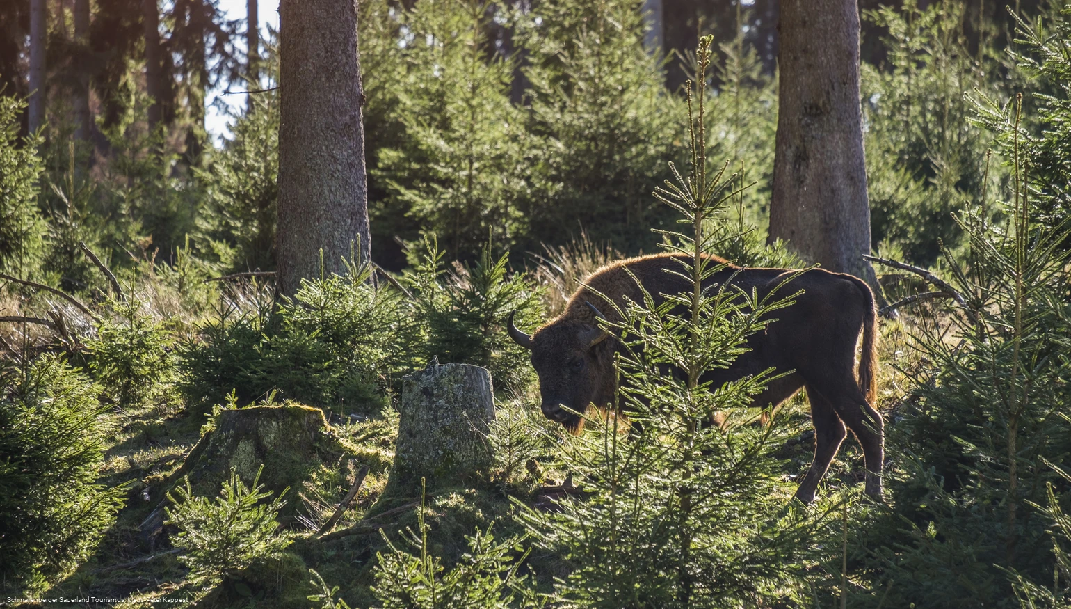 Wisent-Wildnis am Rothaarsteig