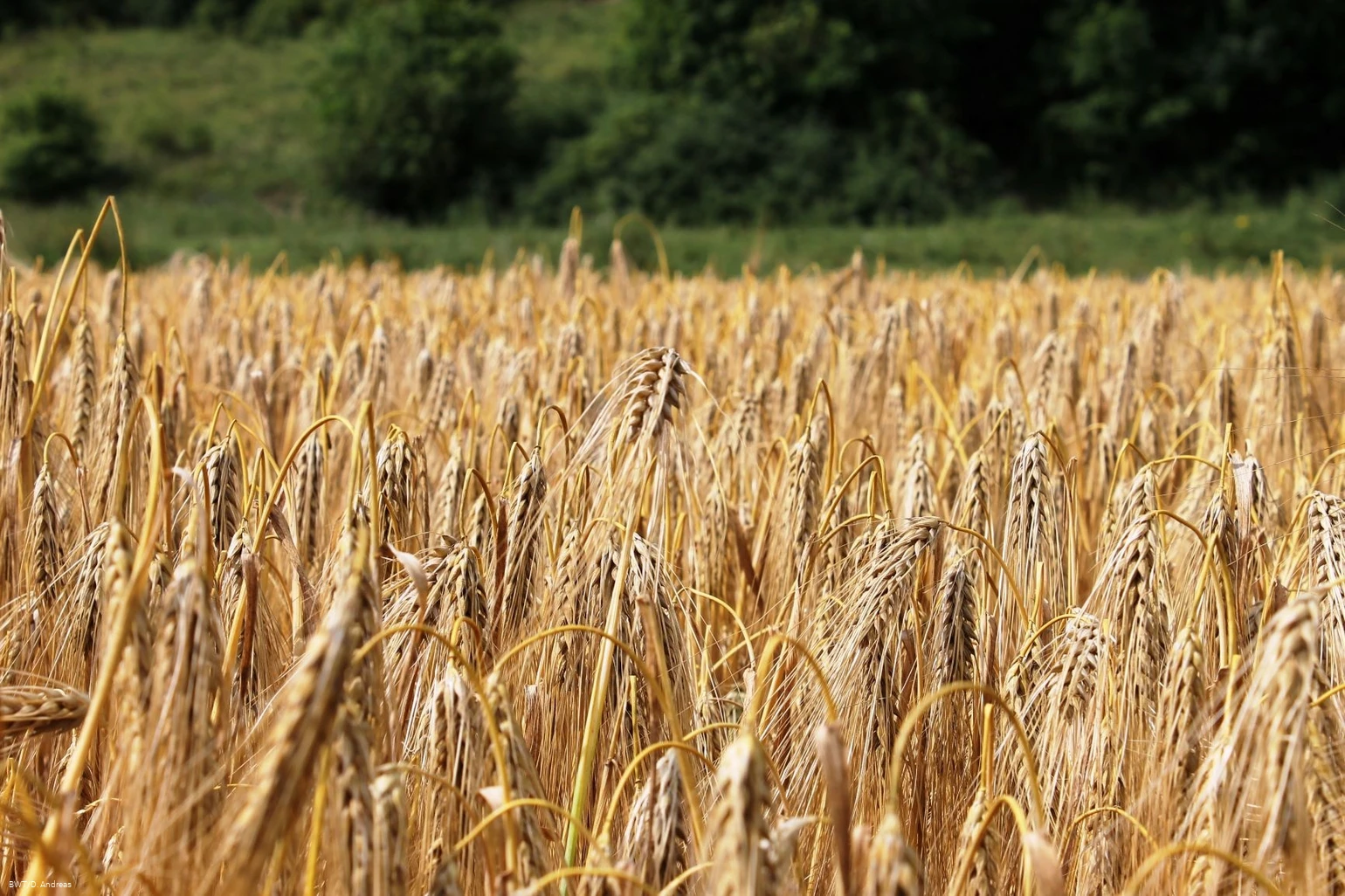 Feld
