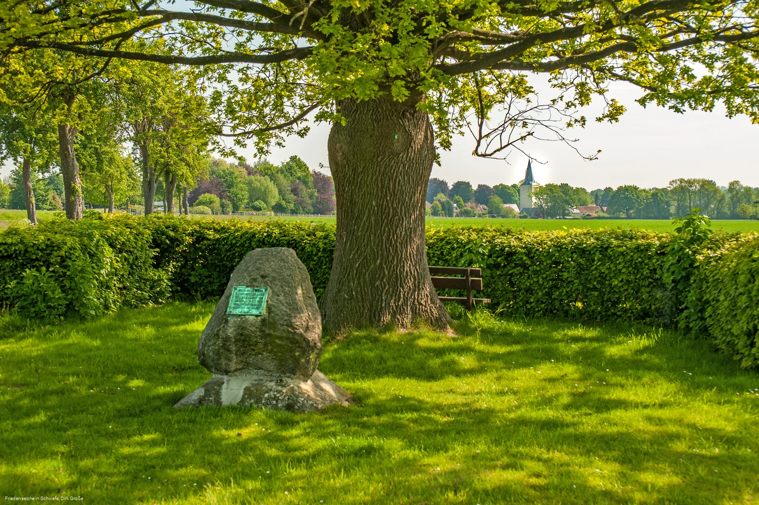 Friedenseiche in Schwefe