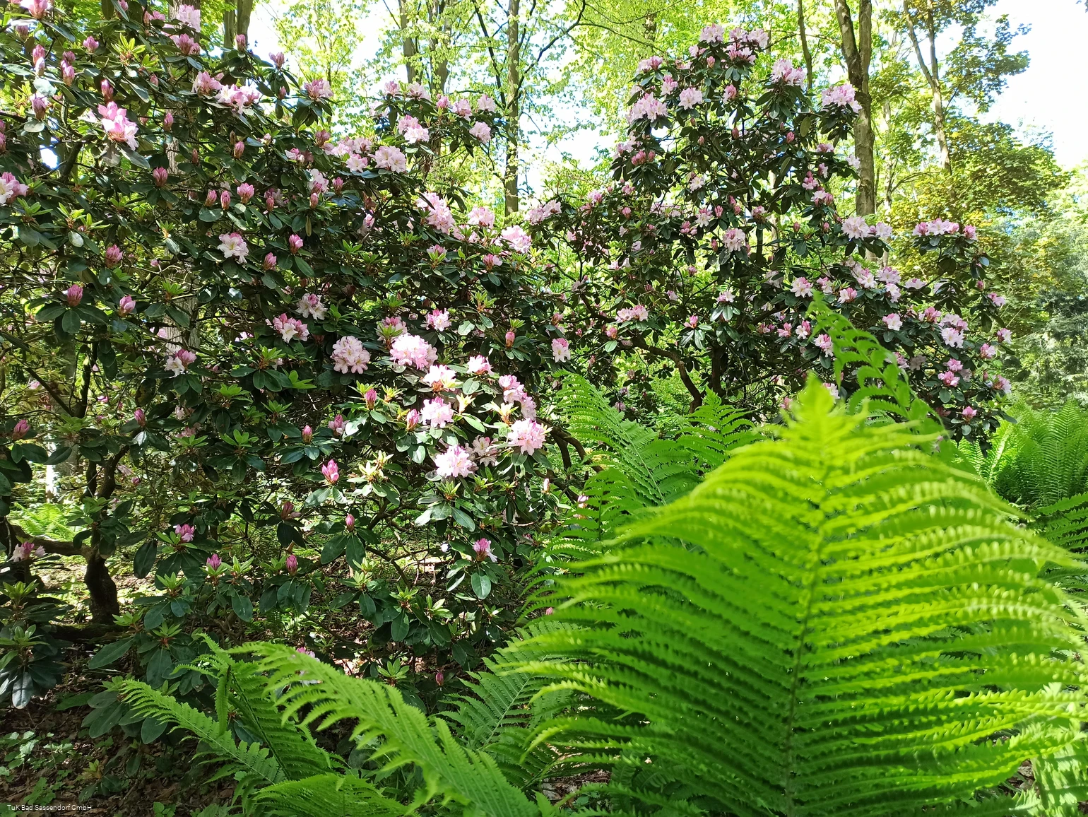 Rhododendrenpark Bad Sassendorf
