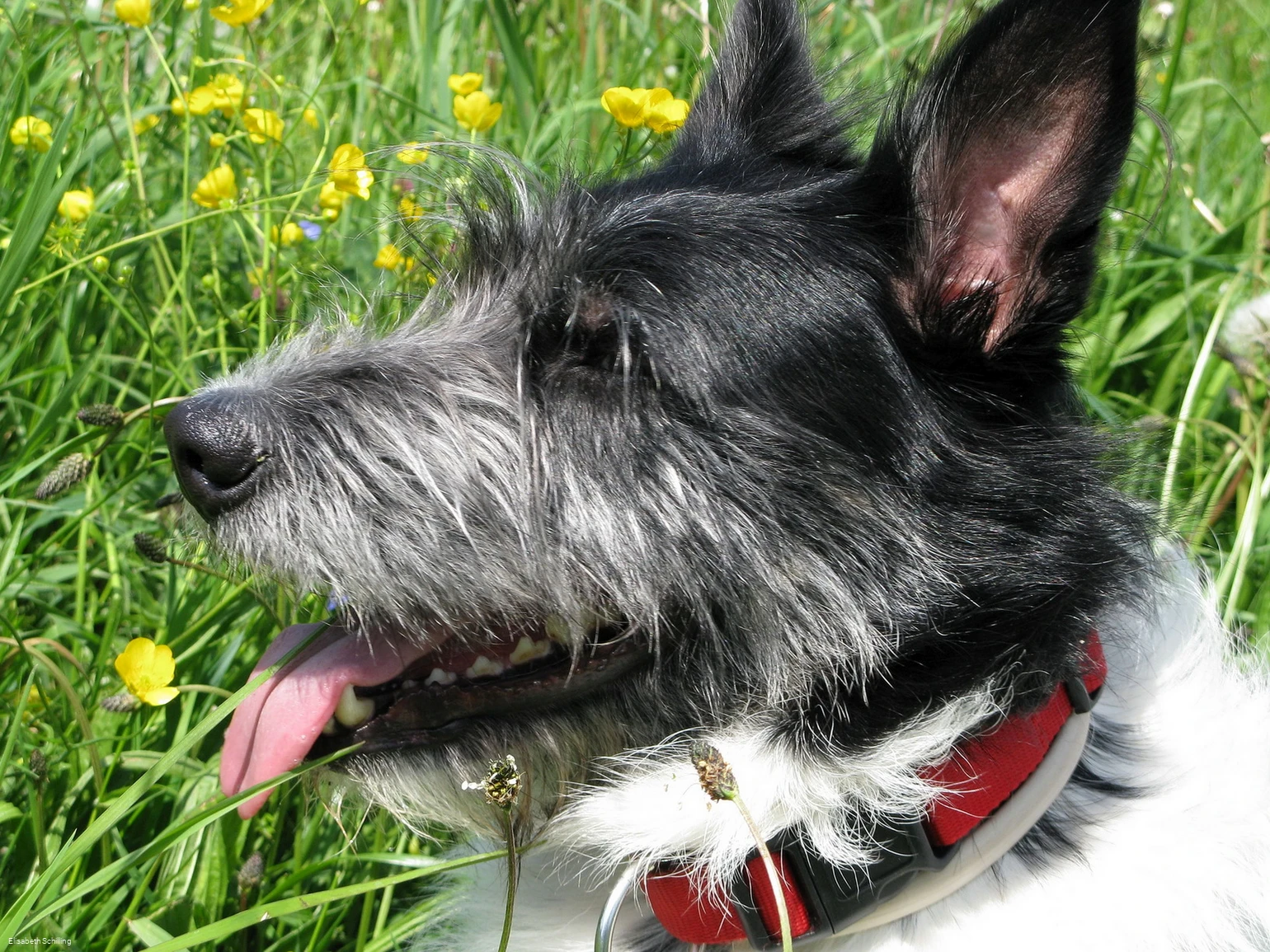 hund_c__elisabeth-schilling.jpg