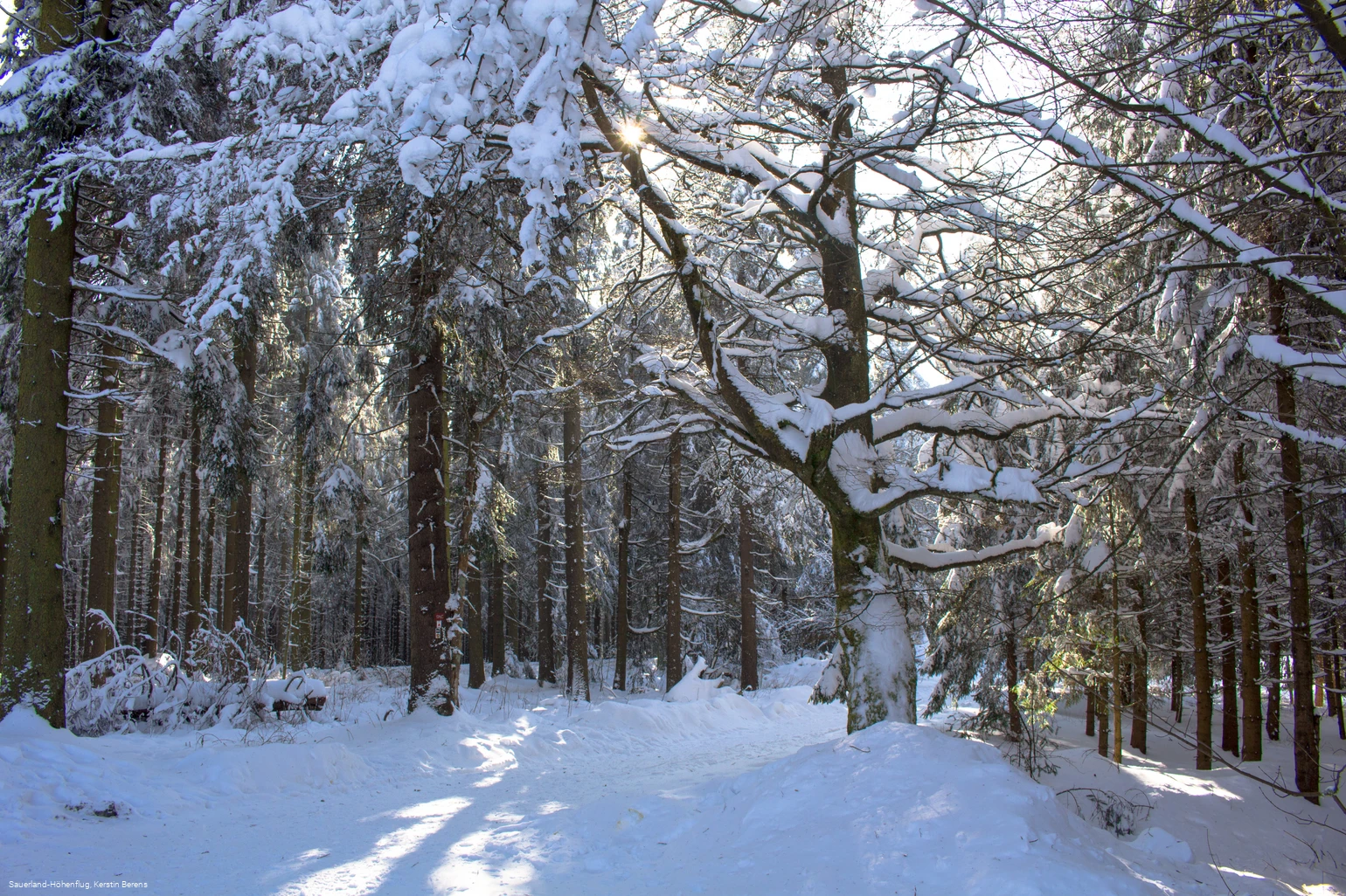 Winterwald